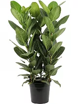 Фикус Бенгальский Одри - Ficus benghalensis "Petite Audrey" D24 H90