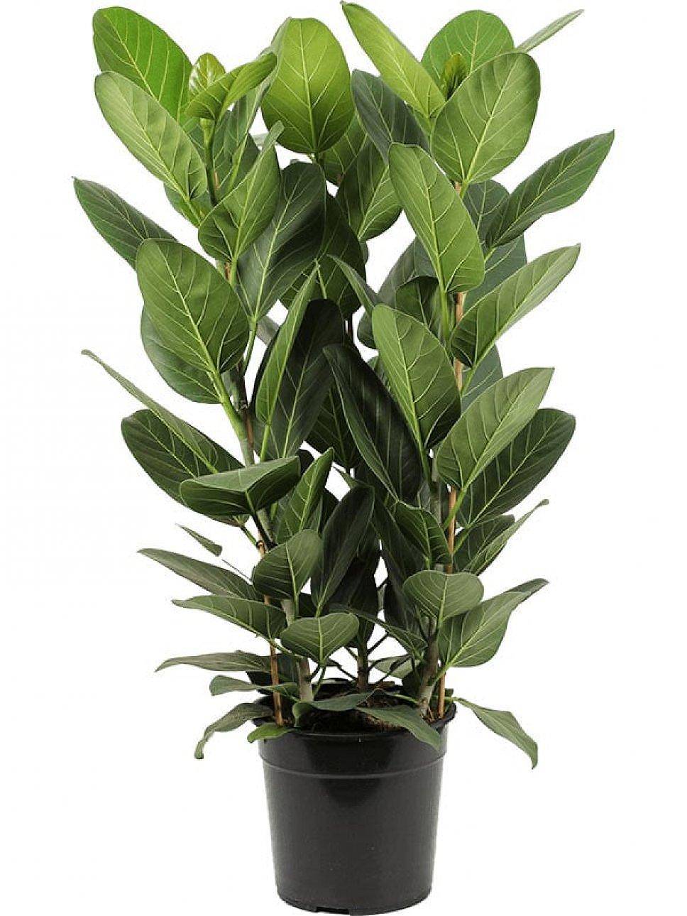 Фикус Бенгальский Одри - Ficus benghalensis "Petite Audrey" D24 H90