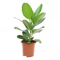 Фикус Бенгальский Одри - Ficus benghalensis "Petite Audrey" d21 H70