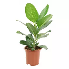 Фикус Бенгальский Одри - Ficus benghalensis "Petite Audrey" d21 H70