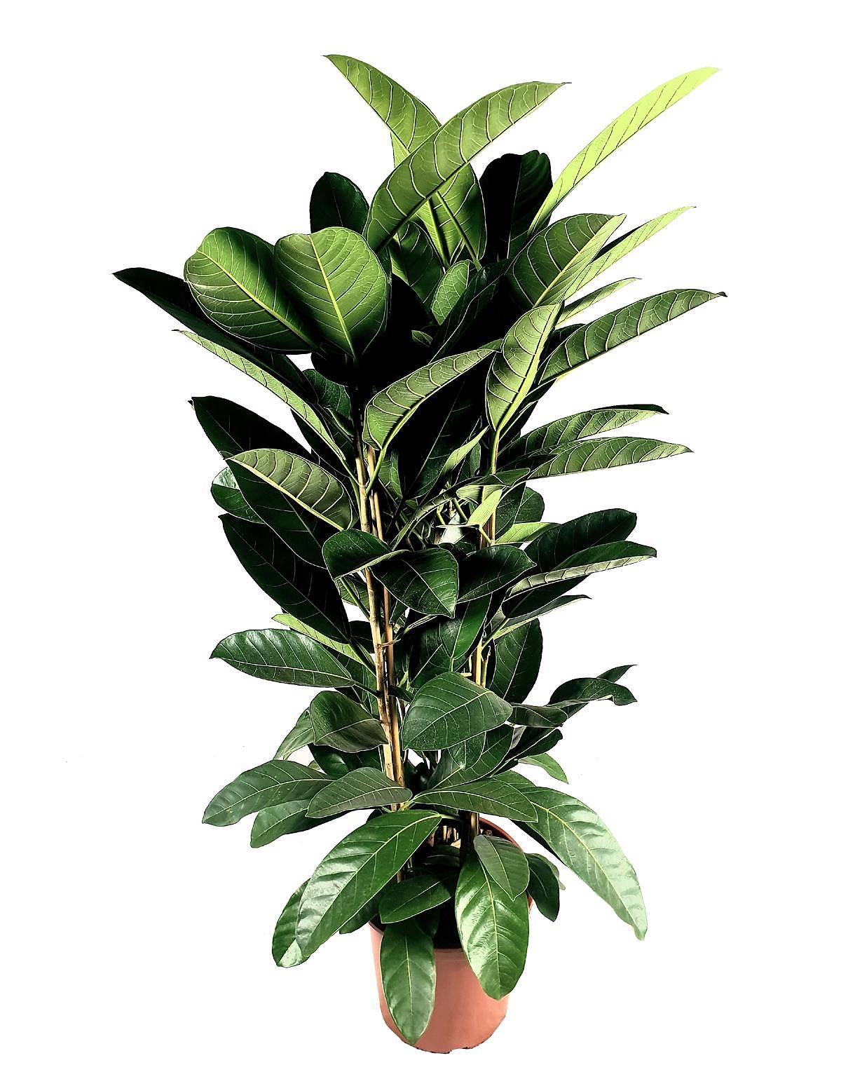 Фикус Бенгальский Рой - Ficus benghalensis Roy D30 H130