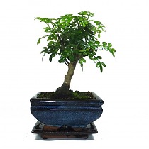 Бонсай Перечное дерево (Шинус) - Bonsai Schinus D15 H20