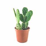 Опунция Линдхеймера - Opuntia lindheimeri D9 H15