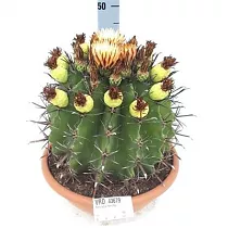 Ферокактус широкоиглый - Ferocactus latispinus D30 H40