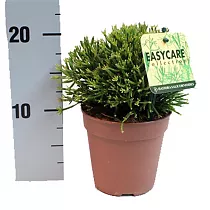 Хатиора саликорниевидная - Hatiora salicornioides D15 H20