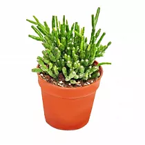 Хатиора саликорниевидная - Hatiora salicornioides D11 H15