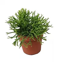 Хатиора саликорниевидная - Hatiora salicornioides D12 H15