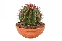 Ферокактус Стайнези - Ferocactus stainesii D27 H30