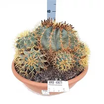 Ферокактус голубеющий - Ferocactus glaucescens D30 H30