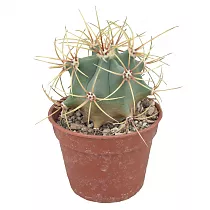 Ферокактус хистрикс - Ferocactus histriks D7 H12