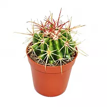 Ферокактус Стайнези - Ferocactus stainesii D7 H12
