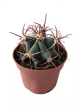 Ферокактус грацилис - Ferocactus Gracilis Coloratus D7 H12