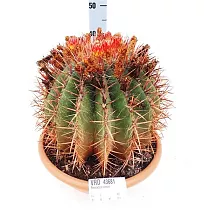 Ферокактус волосистый — Ferocactus pilosus D30 H40