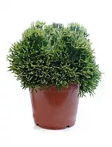 Хатиора бамбуковая - Hatiora bambusoides D14 H20