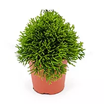 Хатиора бамбуковая - Hatiora bambusoides D12 H15