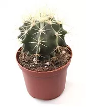 Ферокактус Глауцесенс - Ferocactus Glaucescens D7 H12