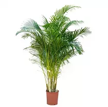 Пальма Хризалидокарпус - Chrysalidocarpus D21 H120