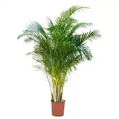 Пальма Хризалидокарпус - Chrysalidocarpus D21 H120