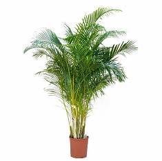Пальма Хризалидокарпус - Chrysalidocarpus D21 H120