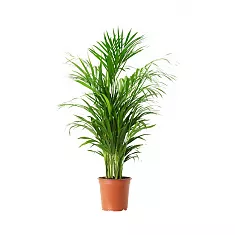 Пальма Хризалидокарпус - Chrysalidocarpus D15 H100