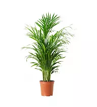 Пальма Хризалидокарпус - Chrysalidocarpus D15 H100