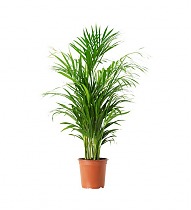 Пальма Хризалидокарпус - Chrysalidocarpus D15 H100