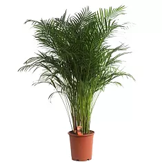 Пальма Хризалидокарпус - Chrysalidocarpus D23 H130