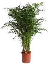 Пальма Хризалидокарпус - Chrysalidocarpus D23 H130