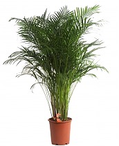 Пальма Хризалидокарпус - Chrysalidocarpus D23 H130