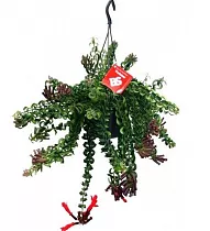 Эсхинантус Твистер - Aeschynanthus  D15 H40