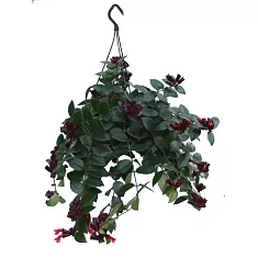 Эсхинантус Мона Лиза - Aeschynanthus hybr Mona lisa D15 H50