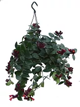 Эсхинантус Мона Лиза - Aeschynanthus hybr Mona lisa D15 H50