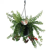 Эсхинантус Твистер - Aeschynanthus D15 H30