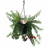 Эсхинантус Твистер - Aeschynanthus D15 H30