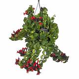 Эсхинантус Мона Лиза - Aeschynanthus hybr Mona lisa D15 H60