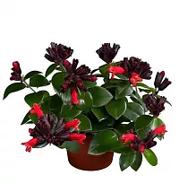 Эсхинантус Мона Лиза - Aeschynanthus hybr Mona lisa D10 H25