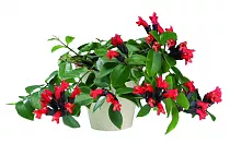 Эсхинантус Мона Лиза - Aeschynanthus hybr Mona lisa D12 H35