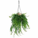 Эсхинантус Джэфролепис - Aeschynanthus Japhrolepis D15 H35