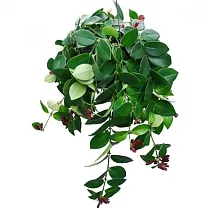 Эсхинантус Мона Лиза - Aeschynanthus hybr Mona lisa D15 H40