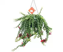 Эсхинантус Твистер - Aeschynanthus  D17 H30