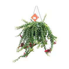 Эсхинантус Твистер - Aeschynanthus  D17 H30