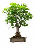 Гинкго Билоба бонсай D25 H35