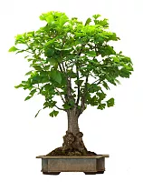 Гинкго Билоба бонсай D25 H35