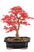 Бонсай Клен D30 H50