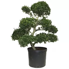 Бонсай Падуб, Дуб каменный, илекс - Bonsai Quercus ilex  D40 H90