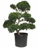 Бонсай Падуб, Дуб каменный, илекс - Bonsai Quercus ilex  D40 H90