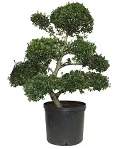 Бонсай Падуб, Дуб каменный, илекс - Bonsai Quercus ilex  D40 H90