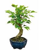 Гинкго Билоба бонсай D20 H25