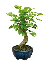 Гинкго Билоба бонсай D20 H25