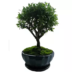 Бонсай Падуб, Дуб каменный, илекс - Bonsai Quercus ilex D25 H35